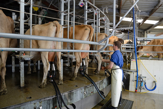 Understanding Mastitis in Dairy Cows & How To Reduce the Hidden Costs on Your Farm