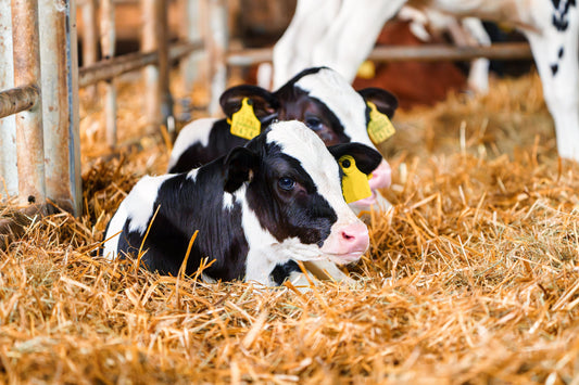 The Hidden Costs of Post-Calving Infections & How Prevention Saves Time and Money