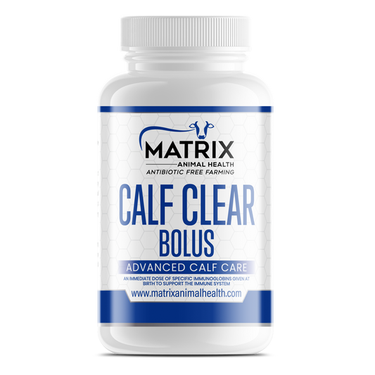 Calf Clear Bolus
