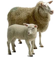 Ewe & Lamb Thrive - matrix-animal-health