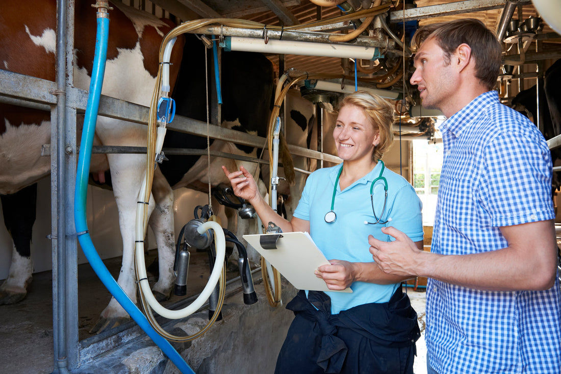 Supporting Digestive Health in Calves: Why Early Gut Care is Crucial for Growth