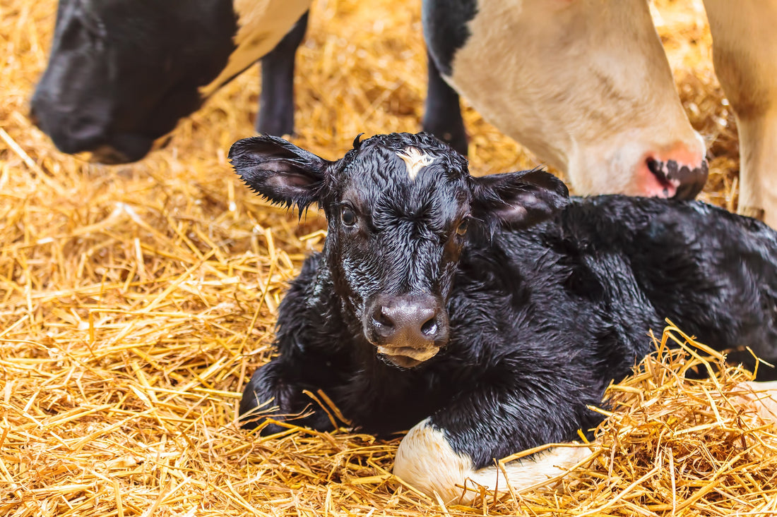 The Importance of Early Life Nutrition and Health in Livestock