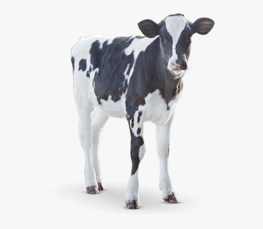 Calves - matrix-animal-health