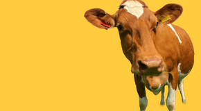 files/yellowcow.png