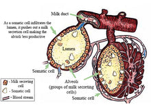 Load image into Gallery viewer, Healthy Udder Bolus - matrix-animal-health
