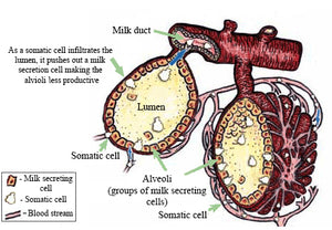 Healthy Udder Bolus - matrix-animal-health