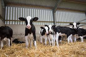 Cattle Thrive