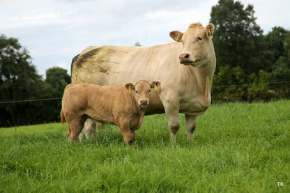 Cattle Thrive