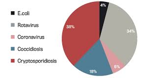 Calf Clear Bolus