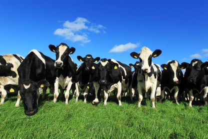 Cattle Thrive