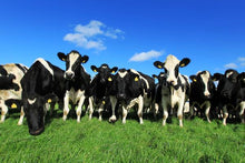 Load image into Gallery viewer, Cattle Thrive
